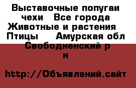 Выставочные попугаи чехи - Все города Животные и растения » Птицы   . Амурская обл.,Свободненский р-н